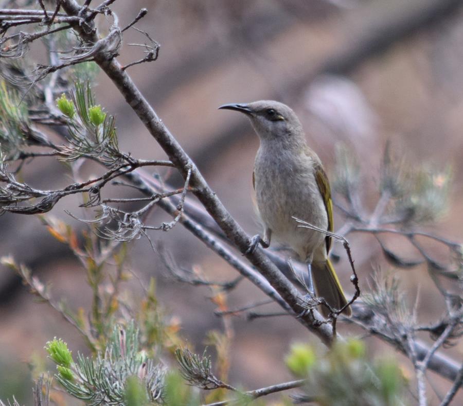 Honeyeater-brown-2-Oct-2018-001.JPG