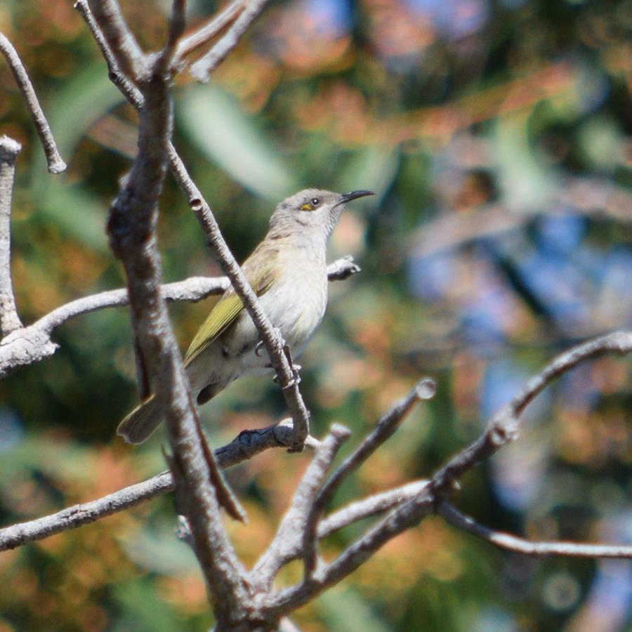 Honeyeater-brown-2010.JPG