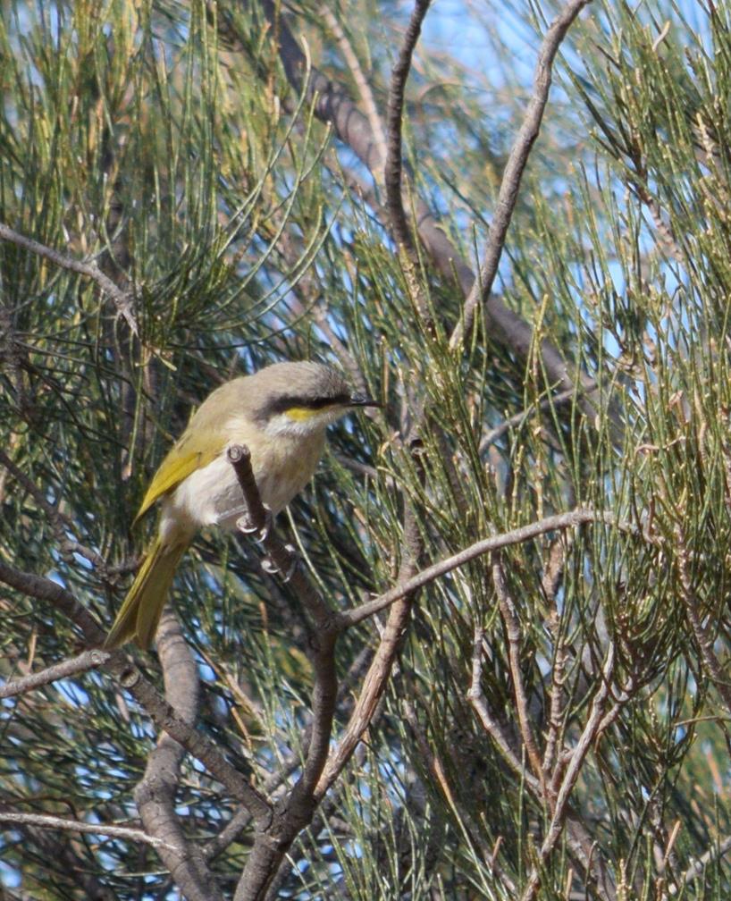 Honeyeater-singing-0001a.JPG