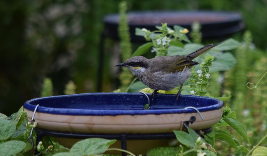 Honeyeater-singing-0009u.JPG