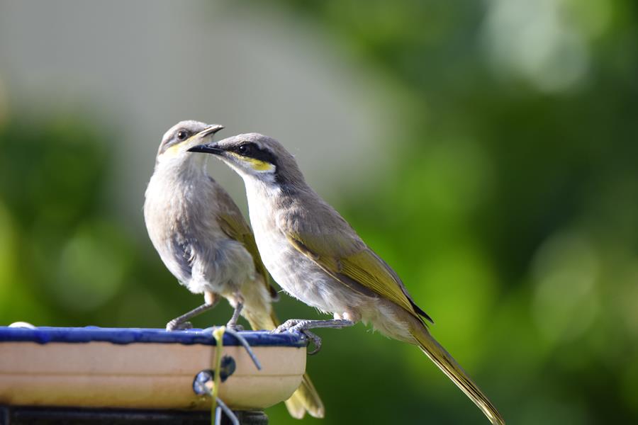 Honeyeater-singing-0058u.JPG