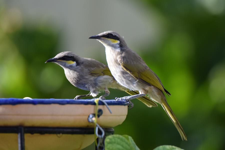 Honeyeater-singing-0071u.JPG