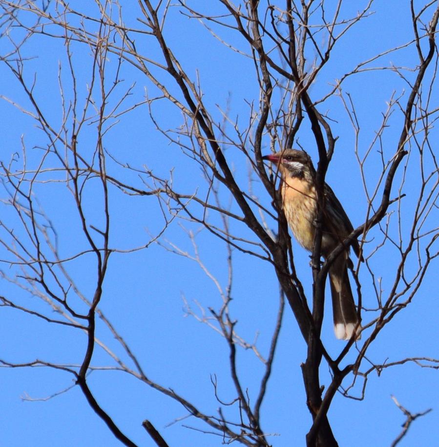 Honeyeater-spiny-cheeked-M-Aug-2017-0002.JPG