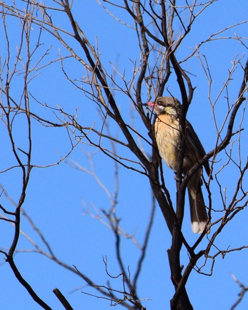 Honeyeater-spiny-cheeked-M-Aug-2017-0003.JPG