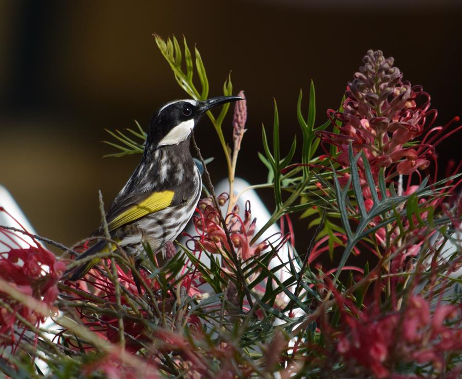 Honeyeater-white-cheeked-0002x.JPG