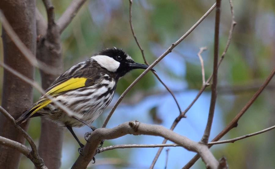 Honeyeater-white-cheeked-0006x.JPG