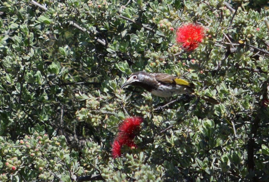 Honeyeater-white-fronted-0004.JPG