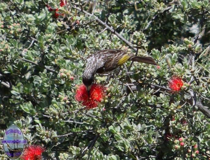 Honeyeater-white-fronted-9002.jpg