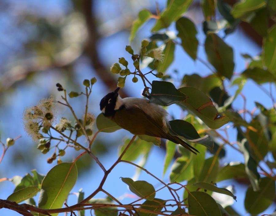 Honeyeater-white-naped-2-Mar-2018-0005.JPG