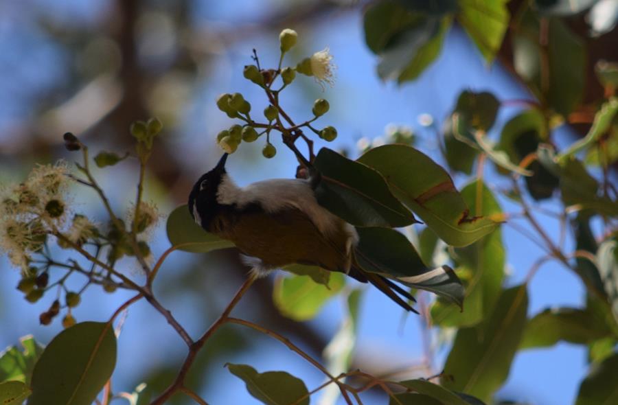 Honeyeater-white-naped-2-Mar-2018-0008.JPG