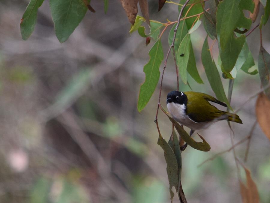 Honeyeater-white-naped-Mar-2018-0002.JPG