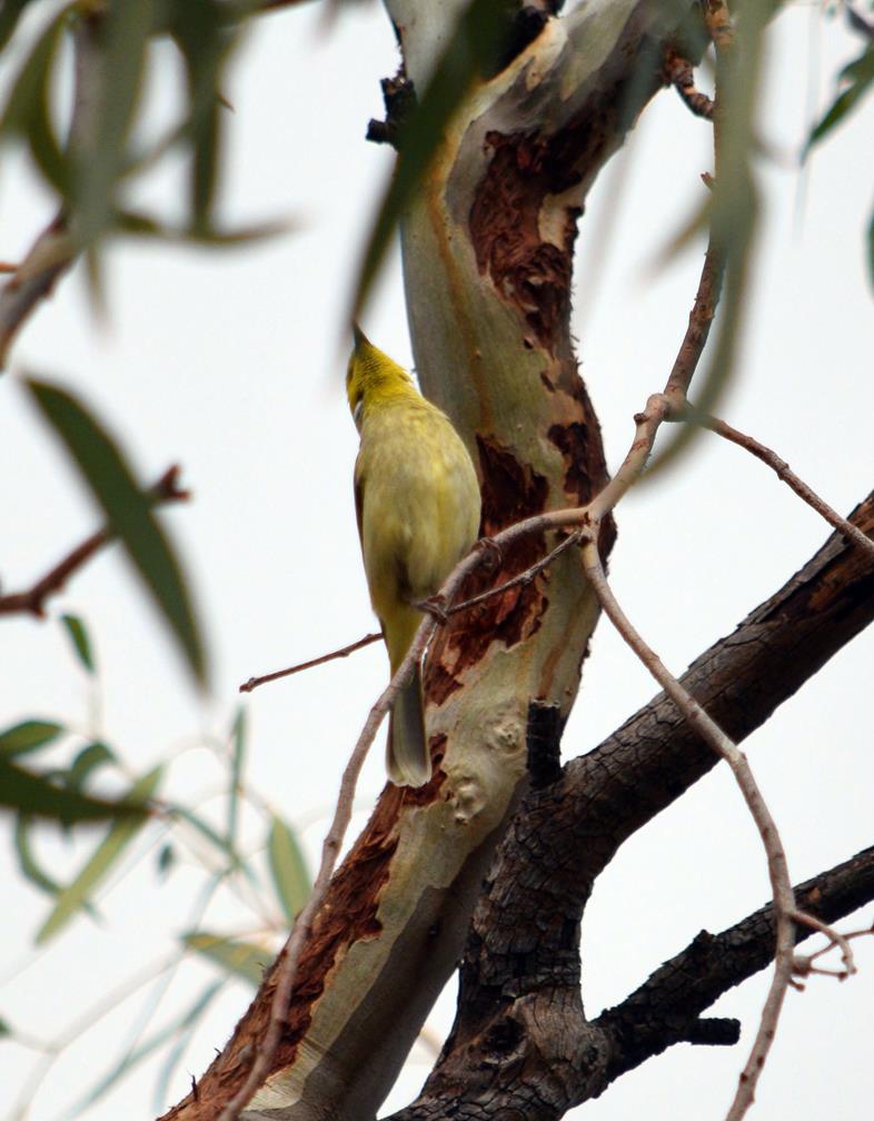 Honeyeater-white-plumed-1008.JPG