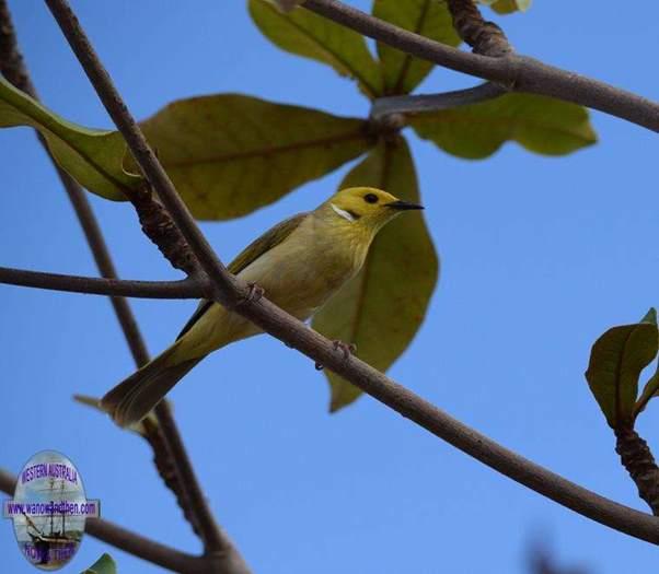 Honeyeater-white-plumed-9001.JPG