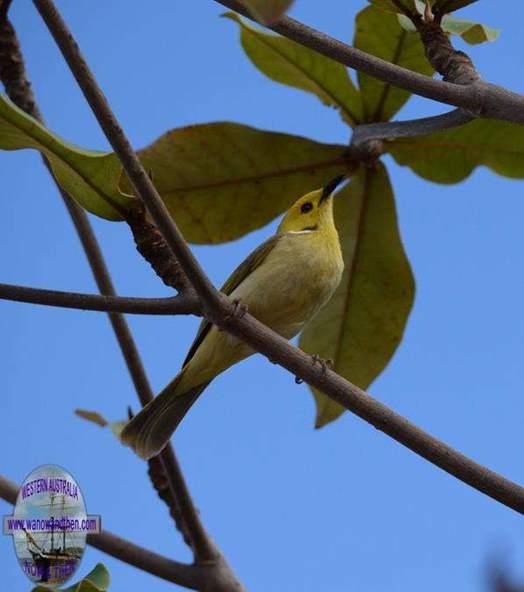 Honeyeater-white-plumed-9002.JPG