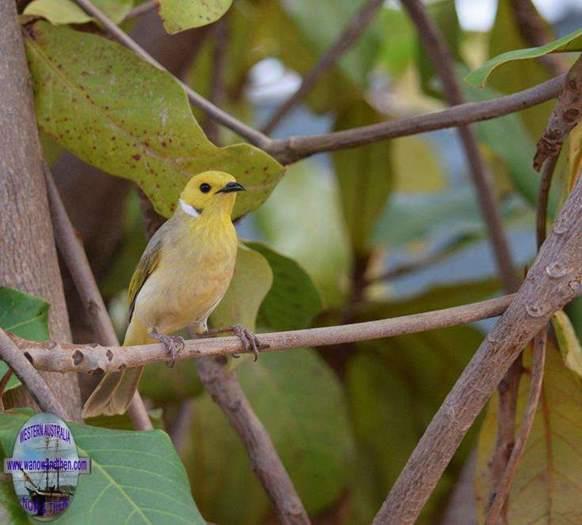 Honeyeater-white-plumed-9003.JPG