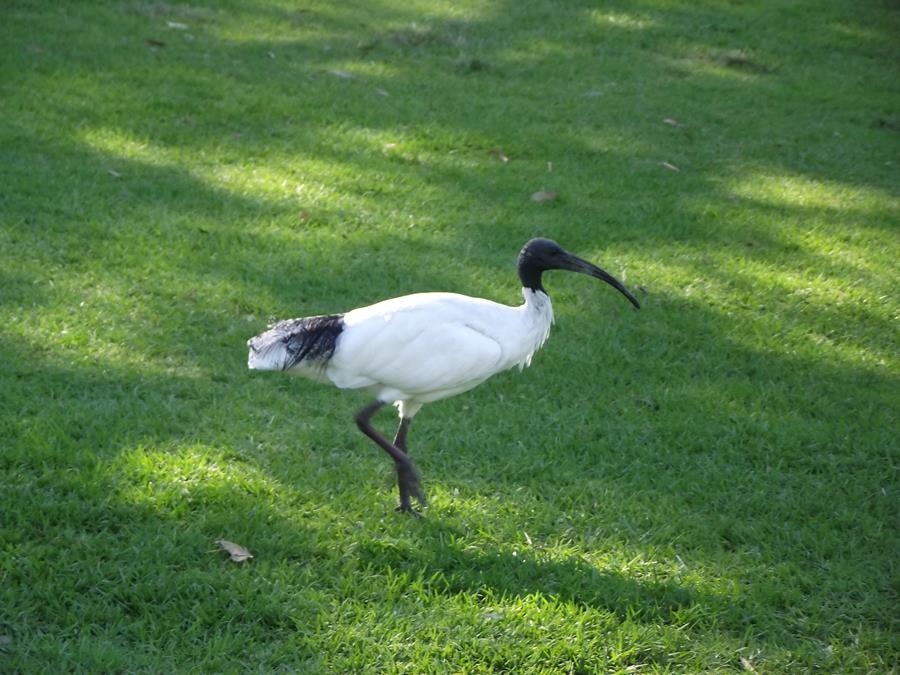 Ibis-Australian-White-0027a.JPG