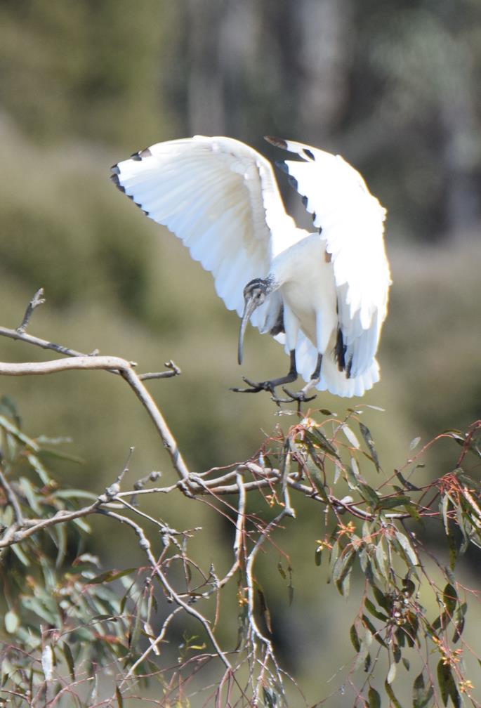 Ibis-Australian-white-0002.JPG