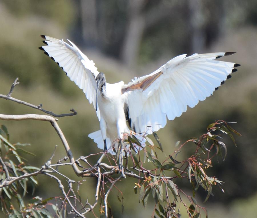 Ibis-Australian-white-0003.JPG