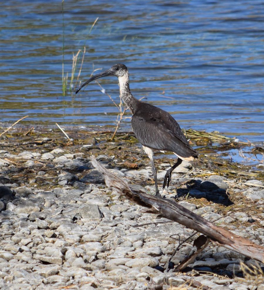 Ibis-straw-necked-0002e.JPG