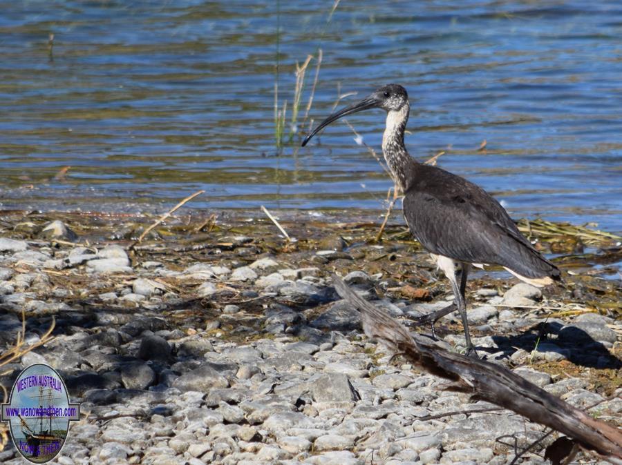 Ibis-straw-necked-0003e.JPG