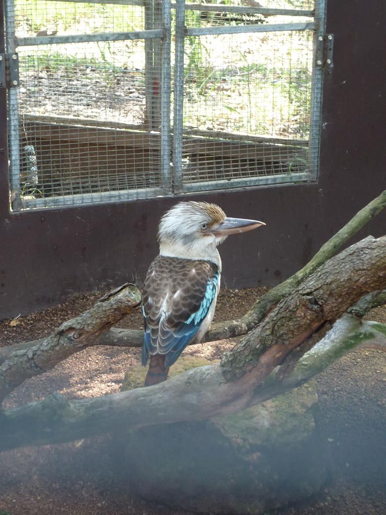 Kookaburra-blue-winged-0001.JPG