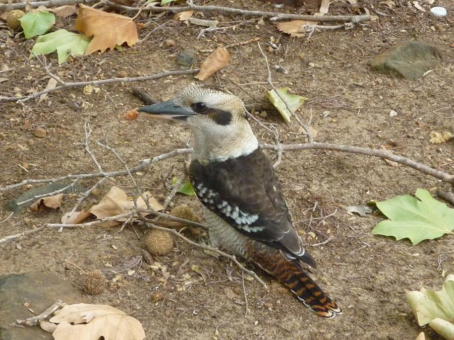 Kookaburra-laughing-0002t.JPG