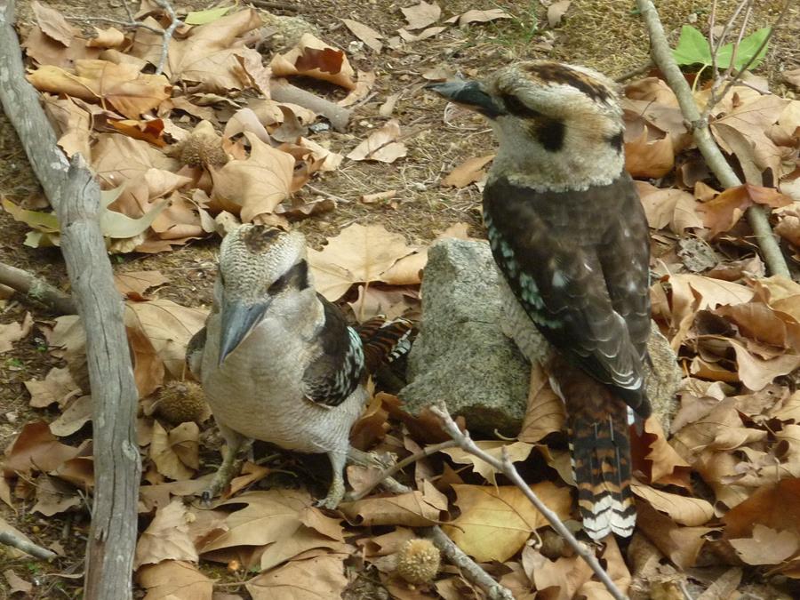 Kookaburra-laughing-0003t.JPG