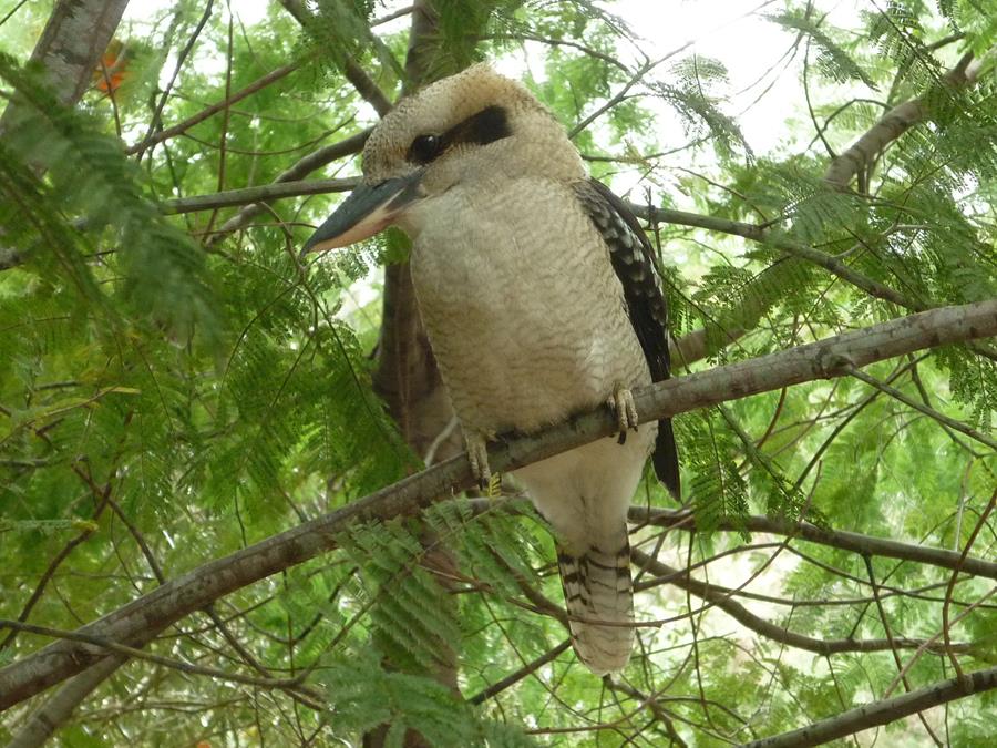 Kookaburra-laughing-0004t.JPG