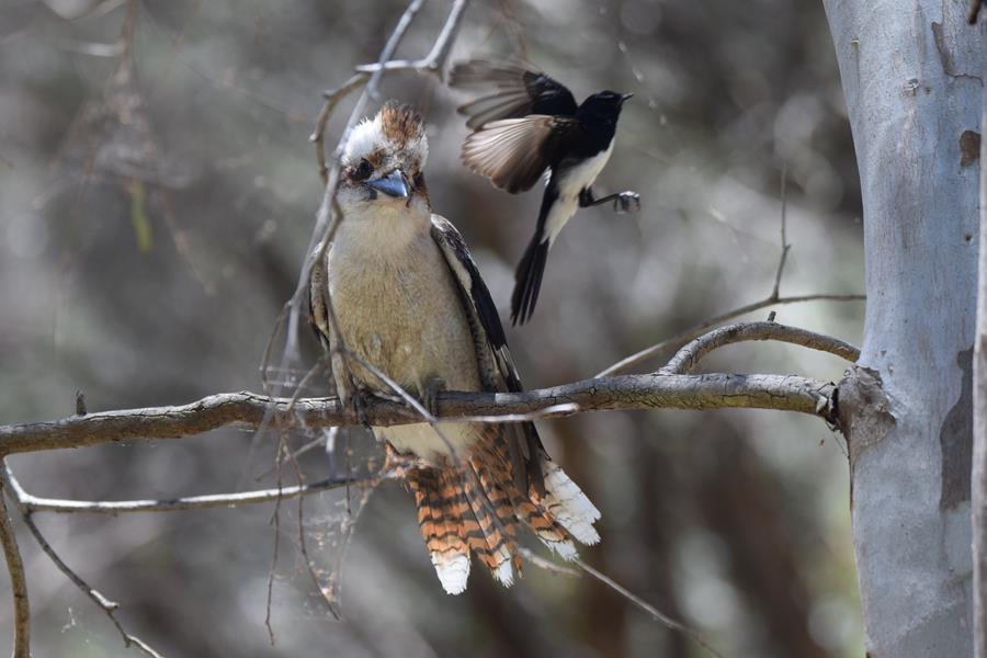 Kookaburra-laughing-and-willie-wagtail-0003.JPG