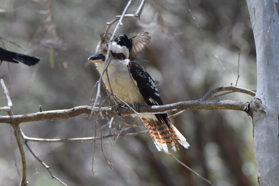 Kookaburra-laughing-and-willie-wagtail-0004.JPG