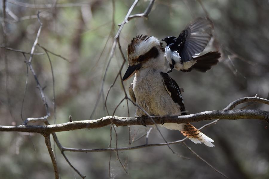 Kookaburra-laughing-and-willie-wagtail-0012.JPG