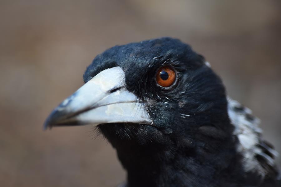 Magpie-20050.JPG