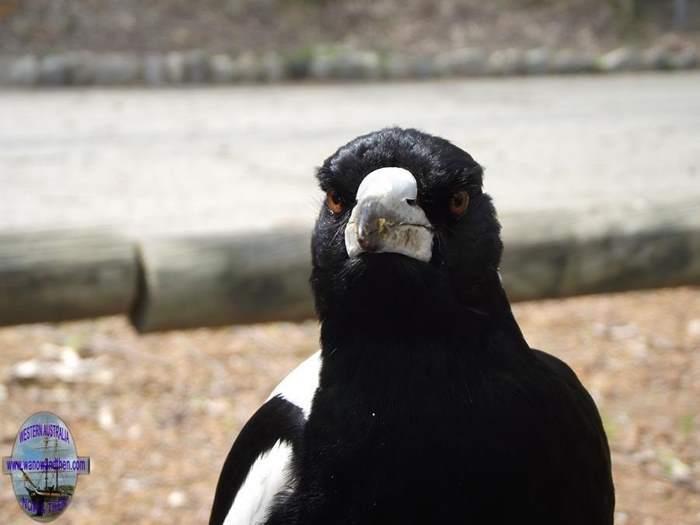 Magpie_16.JPG