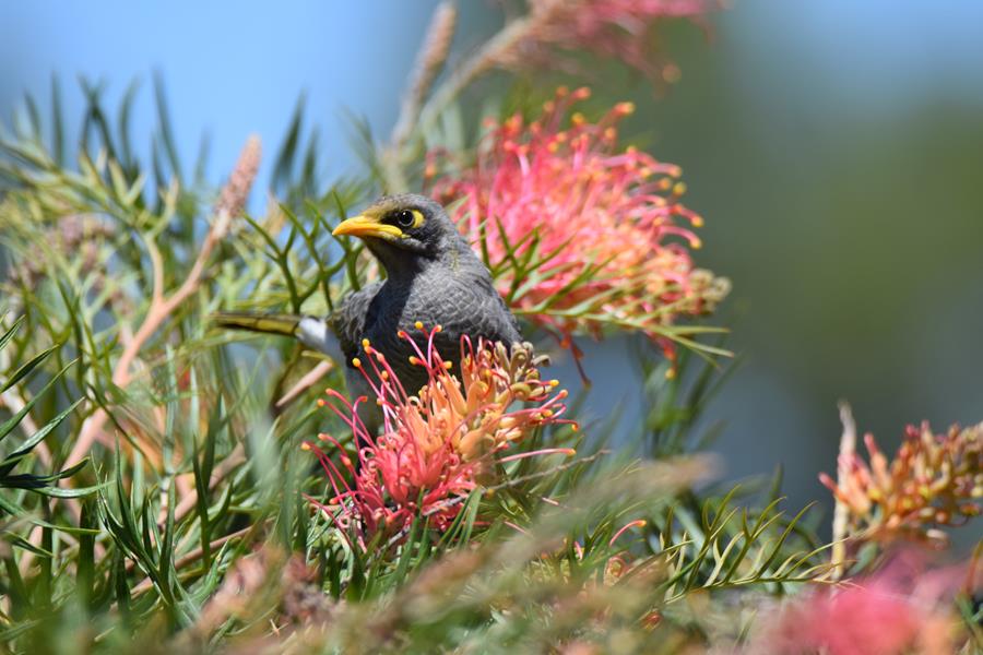 Miner-yellow-throated-0001b.JPG