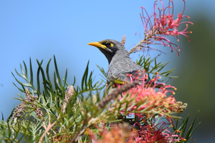 Miner-yellow-throated-0004b.JPG