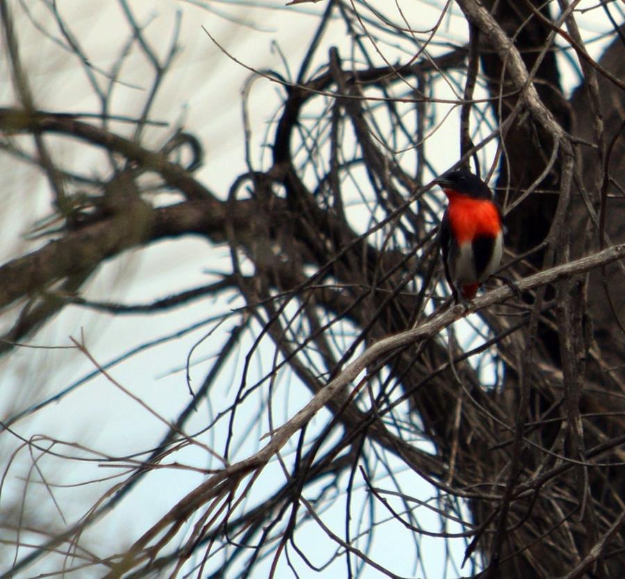 Mistletoe-bird-2002.JPG