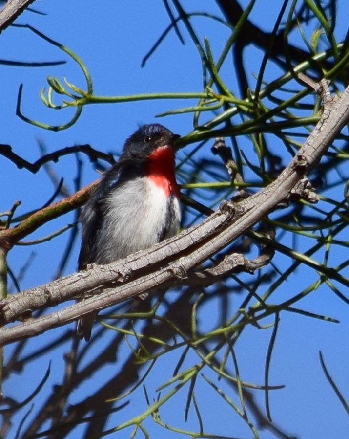 Mistletoe-bird-April-2018-00001.JPG