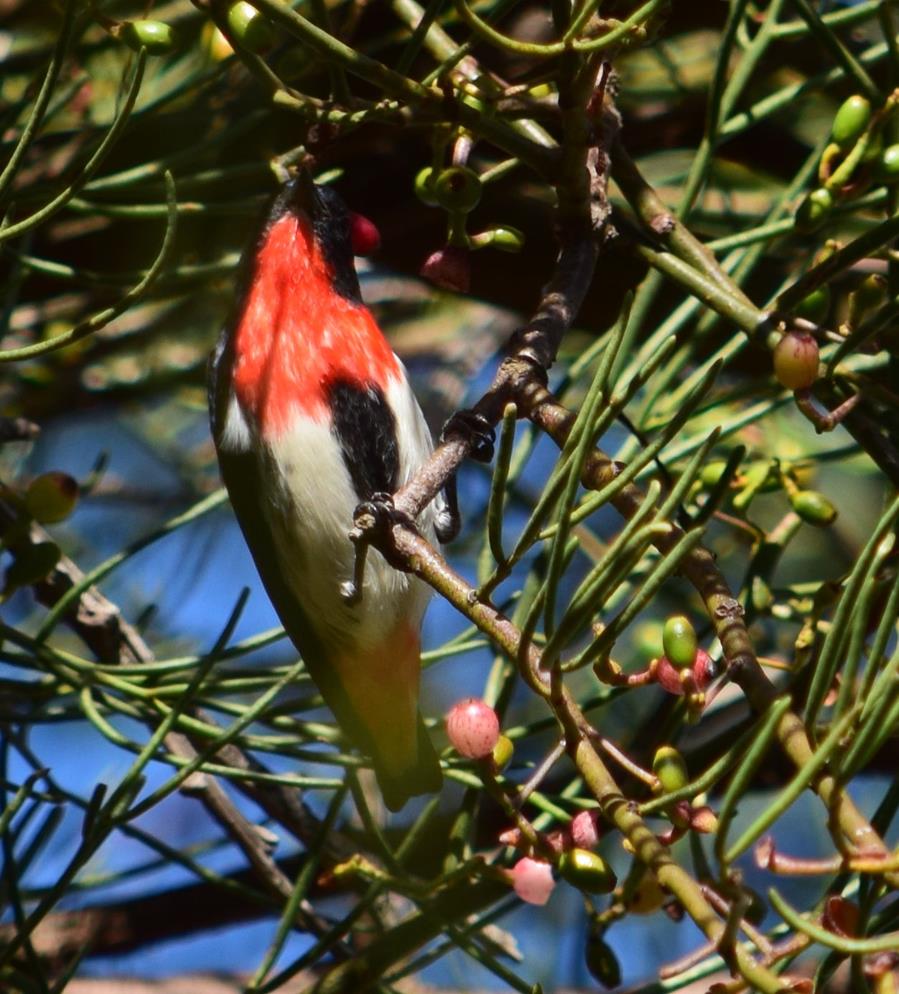 Mistletoe-bird-April-2018-00004.JPG