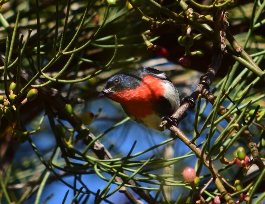 Mistletoe-bird-April-2018-00005.JPG