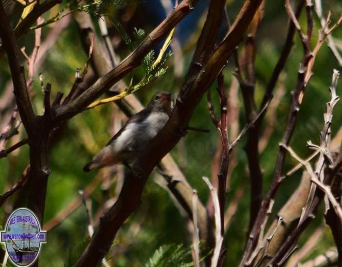 Mistletoe-bird-female-or-juvApril-2018-00001.JPG