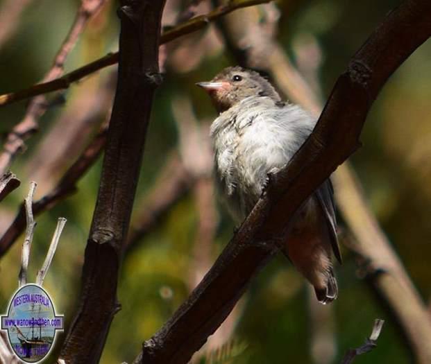 Mistletoe-bird-female-or-juvApril-2018-00010.JPG