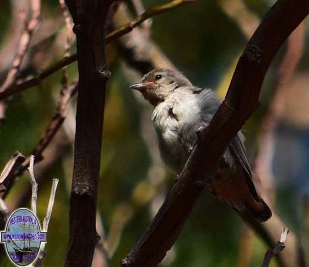 Mistletoe-bird-female-or-juvApril-2018-00015.JPG