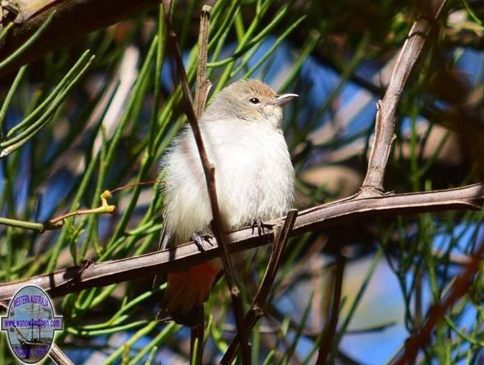 Mistletoe-bird-female-or-juvApril-2018-00022.JPG