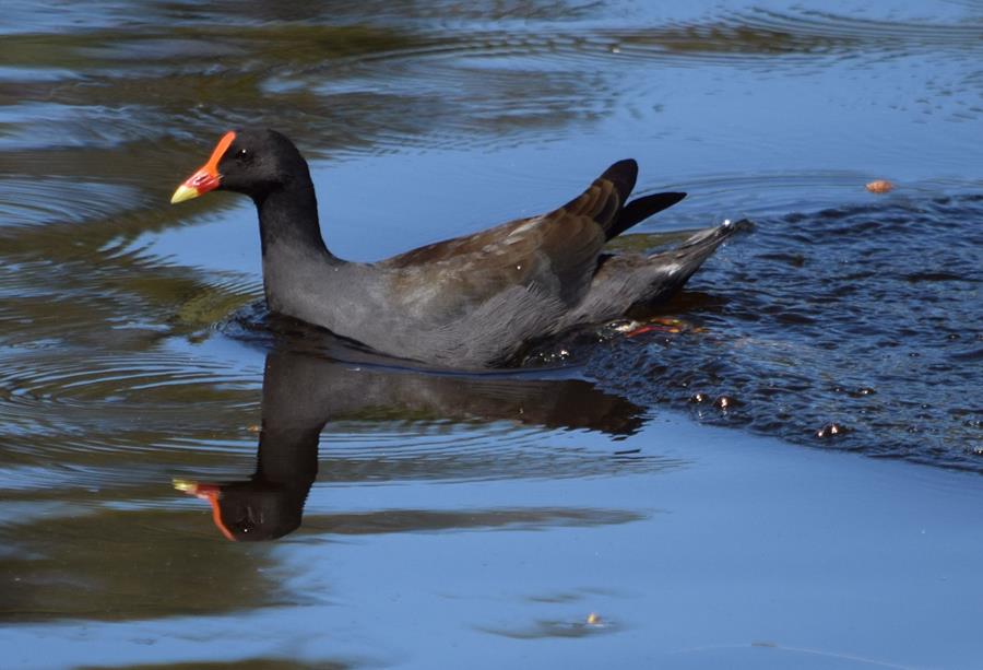 Moorhen-dusky-0003f.JPG