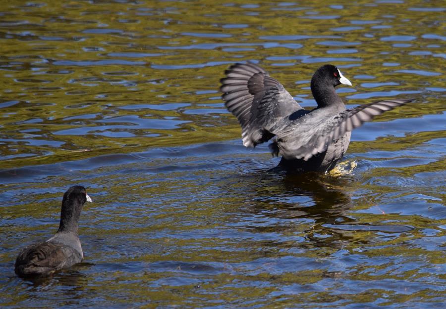 Moorhen-dusky-0006f.JPG