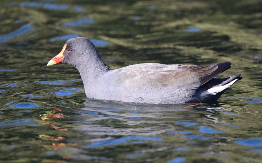 Moorhen-dusky-0007g.JPG