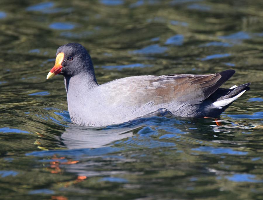 Moorhen-dusky-0008g.JPG