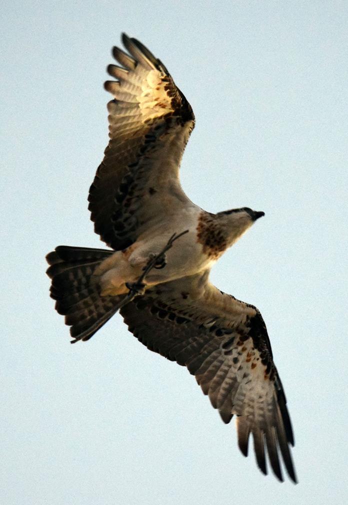 Osprey1-May-2018-00142.JPG