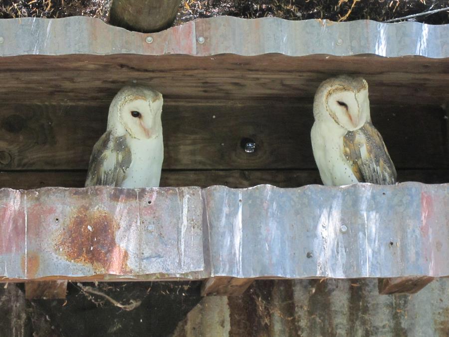 Owl-Barn-0003.JPG