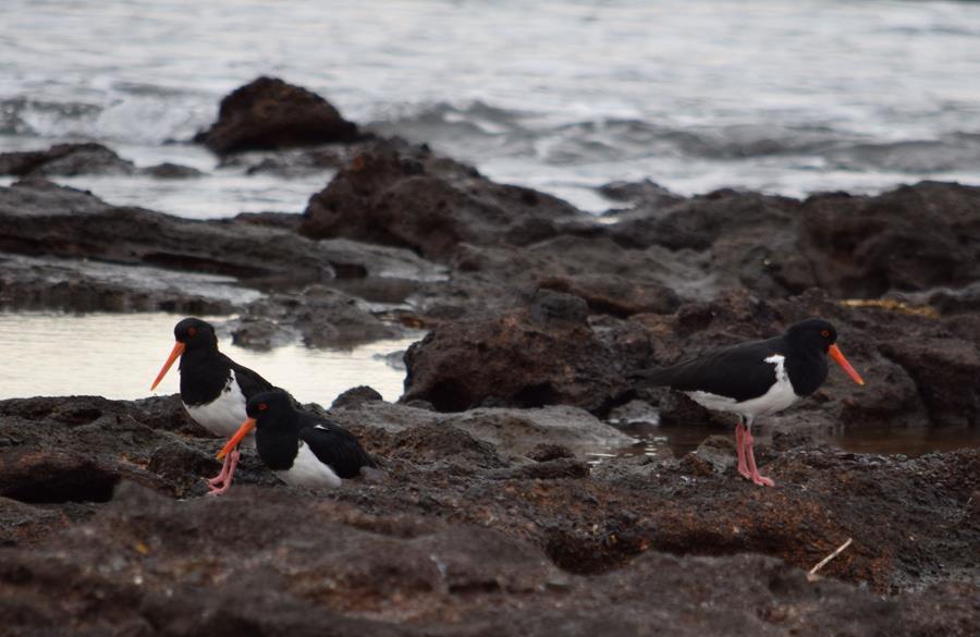 Oyster-catcher-pied-0001k.JPG